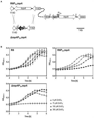 The balance between gyrase and topoisomerase I activities determines levels of supercoiling, nucleoid compaction, and viability in bacteria